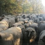 RS: Na četiri farme ovaca kod Gradiške otkrivena bolest plavog jezika