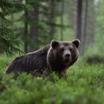 Modričanin traži nadoknadu štete od 60.000 KM : “Medvjedi su mi pojeli 200 ovaca”