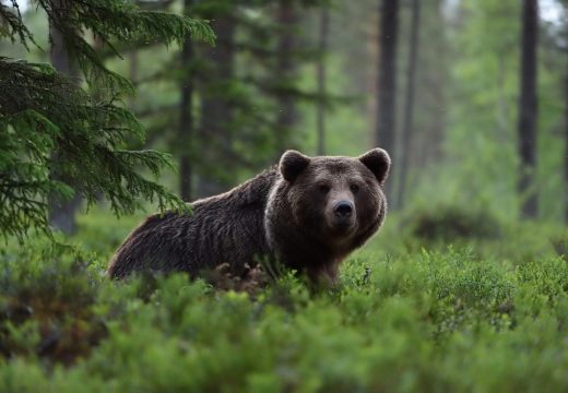 Modričanin traži nadoknadu štete od 60.000 KM : “Medvjedi su mi pojeli 200 ovaca”