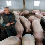 RS: Pala cijena tovljenika, ali i nada uzgajivača