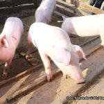 RS: Kako se u Republici Srpskoj spriječilo širenje afričke kuge?