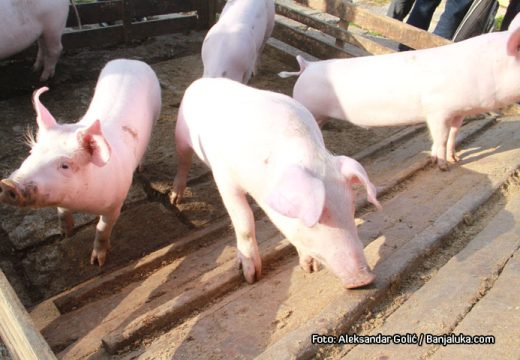 RS: Kako se u Republici Srpskoj spriječilo širenje afričke kuge?