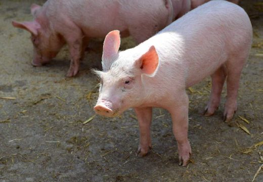 Potvrđeno: U Zvorniku otkriven drugi slučaj afričke kuge svinja