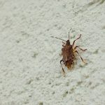 Smrdibube su ovih dana jedan od najvećih problema: Evo kako da ih se lako riješite