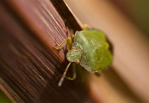 Borba sa njima je veoma teška: Koliku štetu prave smrdibube na poljoprivrednim usjevima