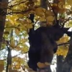 Rijetka šumska zvijer snimljena na Balkanu: Smatralo se da je ova životinja nestala (Foto)