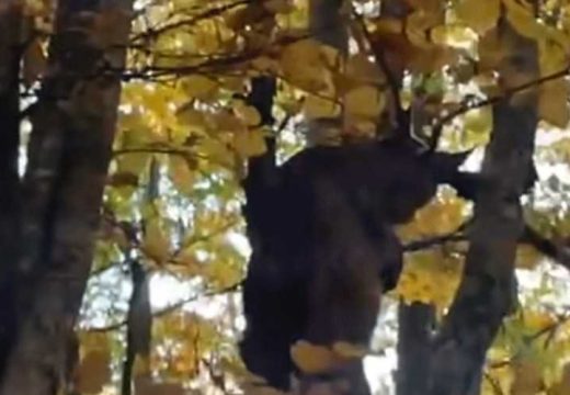 Rijetka šumska zvijer snimljena na Balkanu: Smatralo se da je ova životinja nestala (Foto)