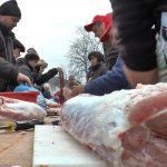 Koliko koštaju tovljenici: Kreće sezona krmokolja, evo zašto se više vole polutke