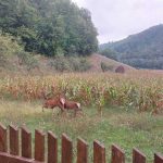 Maleševci, zaselak Potoc: Jesen na Majevici, kao sa Rembrantovih platna (Foto)