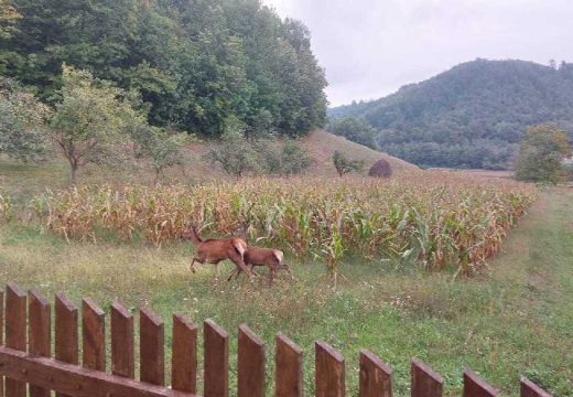 Maleševci, zaselak Potočari: Jesen na Majevici, kao sa Rembrantovih platna (Foto)