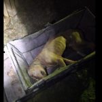Uhapšena još jedna osoba zbog organizovanja borbe pasa u Derventi (Foto)