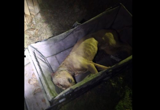 Uhapšena još jedna osoba zbog organizovanja borbe pasa u Derventi (Foto)