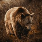 RS: Bijeljinac prijavljen da je kod Vlasenice odstrijelio medvjeda