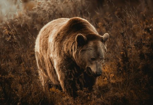 RS: Bijeljinac prijavljen da je kod Vlasenice odstrijelio medvjeda