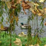 Uveče zahlađenje: Danas toplije, na istoku do 18 stepeni