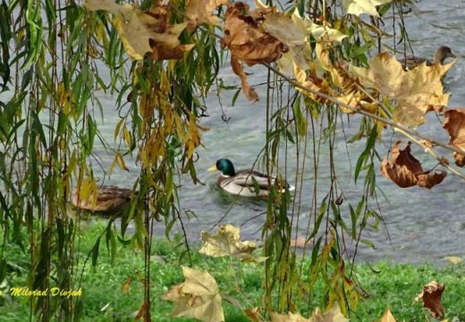 Uveče zahlađenje: Danas toplije, na istoku do 18 stepeni