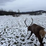 Vratio se majevički jelen: Gorski car ponovo među svojim krdom