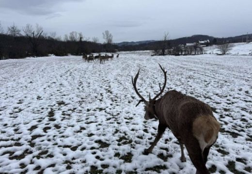 Vratio se majevički jelen: Gorski car ponovo među svojim krdom