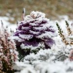 Prognoza: Jutro hladno, tokom dana toplije uz vjetar