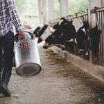 Ministarstvo poljoprivrede: “Odbacujemo navode da proizvođači mlijeka od 2028. godine neće moći ostvarivati pravo na premiju”