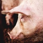 Kreće sezona svinjokolja: Porasla cijena tovljenika