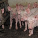 Uzgajivači najavljuju dalji rast cijena do Božića: Pred slave i praznike evidentan rast cijena prasadi u Srpskoj