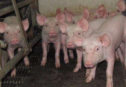 Uzgajivači najavljuju dalji rast cijena do Božića: Pred slave i praznike evidentan rast cijena prasadi u Srpskoj