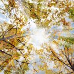 Vrmenska prognoza: Danas toplo i vjetrovito, mjestimično kiša