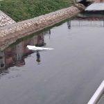 Bijeljina: Nemar koji nas truje