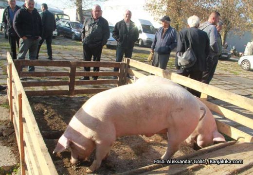 Na stočnoj pijaci u Bijeljini kilogram žive vage prasića 6 KM: Cijena prasića šokantno niska, evo šta je razlog