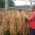 Prinosi premašili plan, raste i otkupna cijena: Rekordna sezona za proizvođače duvana u Semberiji i Posavini