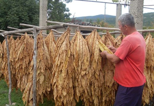 Prinosi premašili plan, raste i otkupna cijena: Rekordna sezona za proizvođače duvana u Semberiji i Posavini