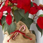 CVIJET SREĆE I LJUBAVI: Iza Božićne zvijezde se krije legenda na koji niko ne ostaje imun