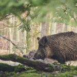 Lovokradice počinile masakr: Policija oduzela svinje i puške