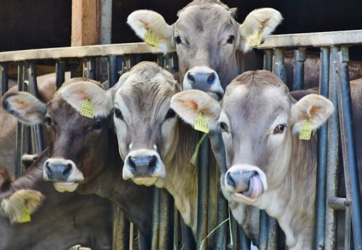 Poljoprivreda: Šipovo pod nadzorom zbog antraksa