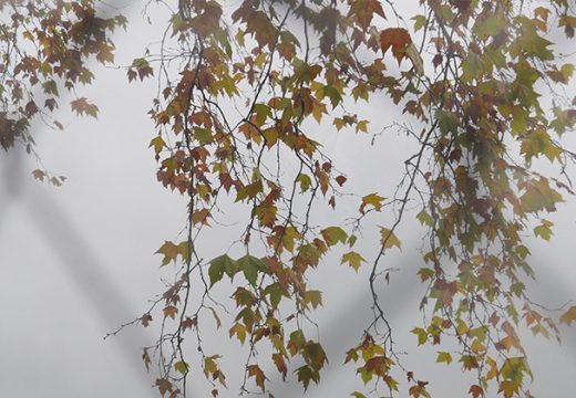 Vremenska prognoza: Evo kakvo nas vrijeme očekuje tokom dana