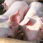 Svinjogojci iz Semberije nude rješenje: Farmeri u problemima – obori puni tovljenika, a kupaca nema