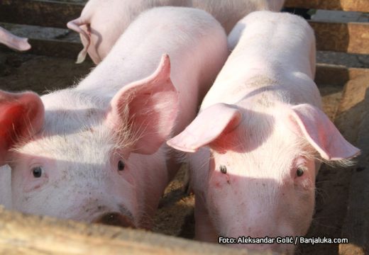 Svinjogojci iz Semberije nude rješenje: Farmeri u problemima – obori puni tovljenika, a kupaca nema