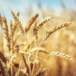 Kuzmić: Tokom jeseni zasijano 66.000 hektara, pšenica dominantna