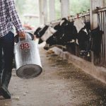 Ministarstvo poljoprivrede: Isplaćena premija za mlijeko za oktobar