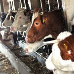 Poljoprivreda: Počela isplata podsticaja za mlijeko i govedarstvo