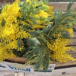 Bijeljina: Mimoze donijele dašak Jadrana u posljednji dan godine