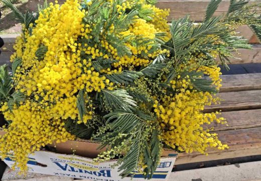 Bijeljina: Mimoze donijele dašak Jadrana u posljednji dan godine