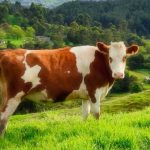 RS: Potvrđen antraks kod krave u Šipovu