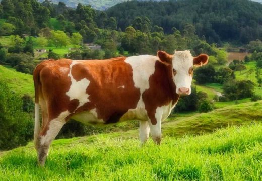 RS: Potvrđen antraks kod krave u Šipovu