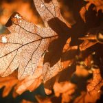 SPC: Kada se po pravilu ide po badnjak i zašto baš na taj dan?