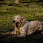 Kućni ljubimci: Zašto se psi valjaju u smrdljivim stvarima?