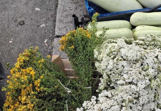 Iz prirode: Na Zelenoj pijaci u Bijeljini u ponudi svježi vrganji i ljekovito bilje (Foto)